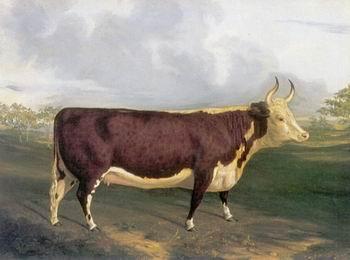 unknow artist Cow 145 Sweden oil painting art